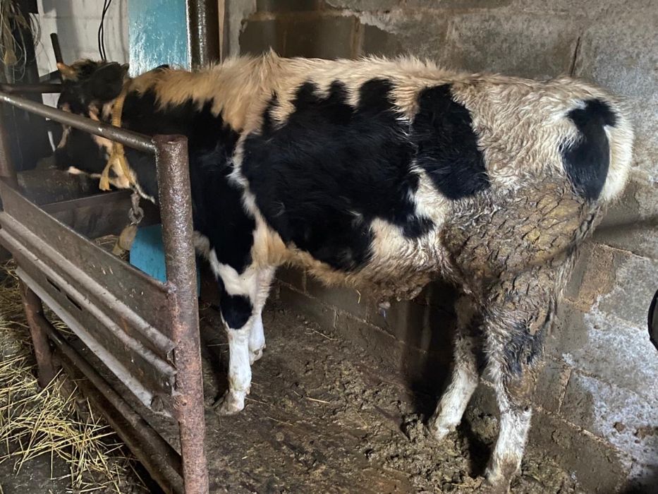 Бука сатам 10 айлык