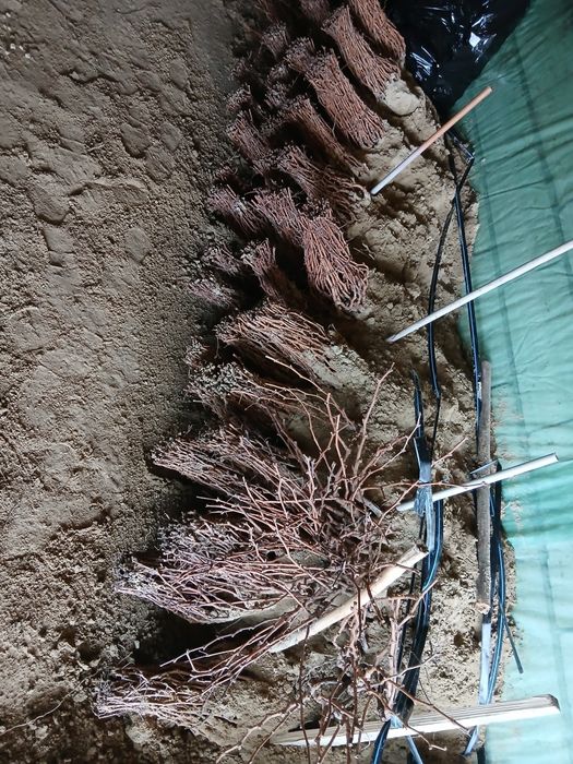 Butasi vita de vie anul 3