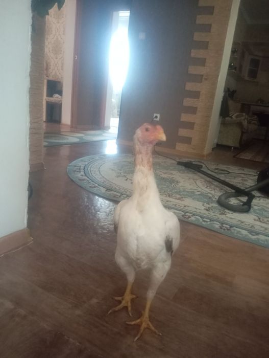 Срочно продам курицу бразильку