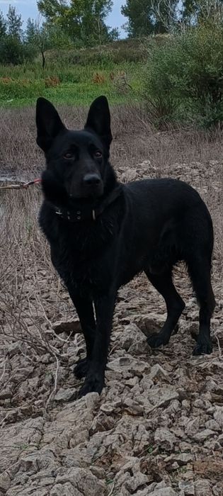 Вязка . Немецкая овчарка.