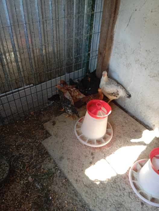 10 pui de 2 luni (Marans metis)