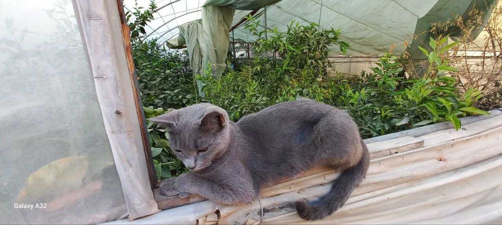 Arzon  va tezda strayt zotli 1,5 yoshli qiz mushuk sotiladi