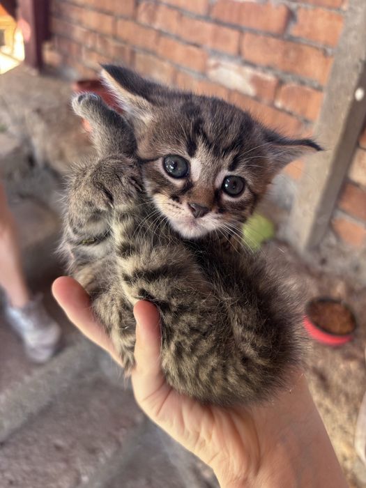 котета на един месец