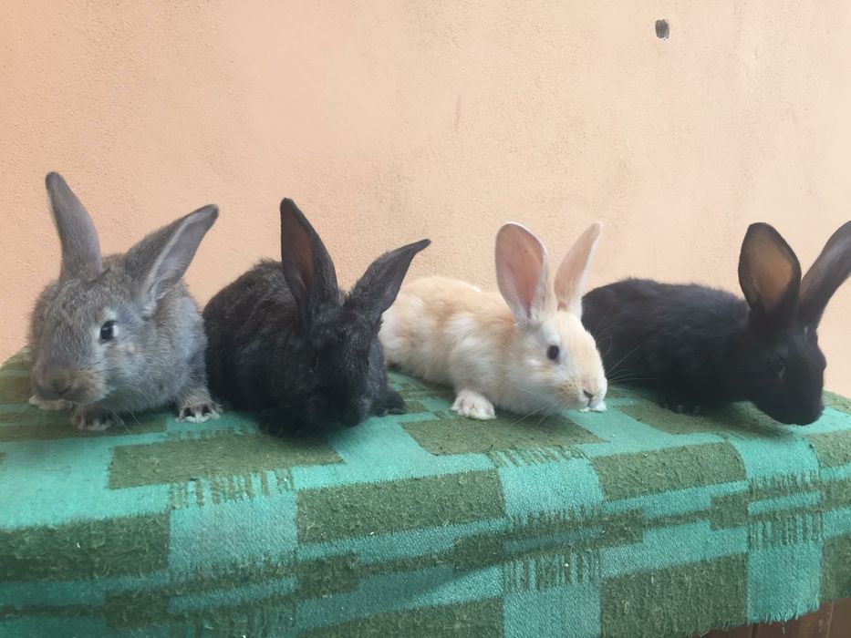 Vând iepuri hycole francez și fluture german