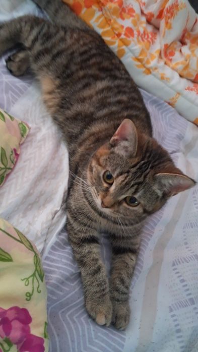 Подарявам  котка