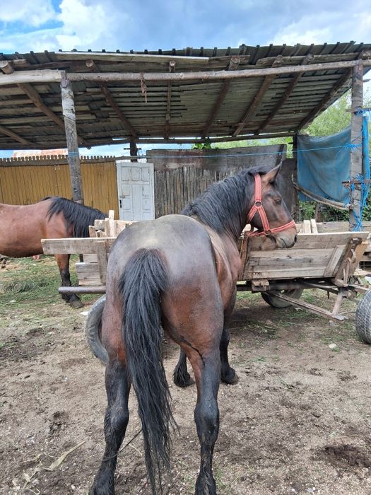 Cârlan 2,5 ani semi greu 6000 negociabil