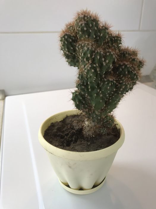 Продам кактусы. Большой выбор!