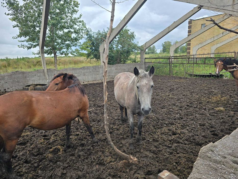 Продам кобыл и жеребята
