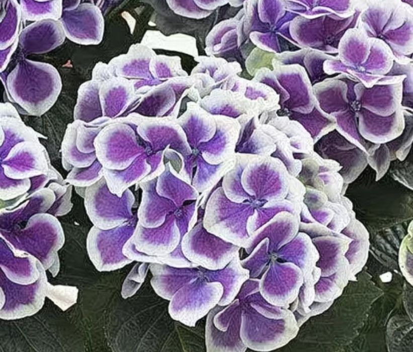 Гортензия садовая