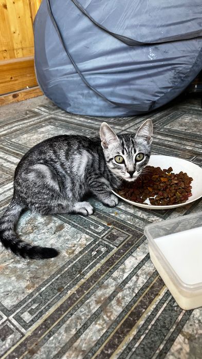 Котята в добрые руки девочки