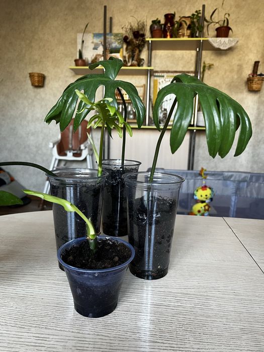 Растение Филодендрон