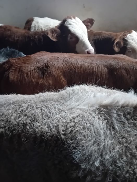 Taurasi baltati și belgieni intarcati