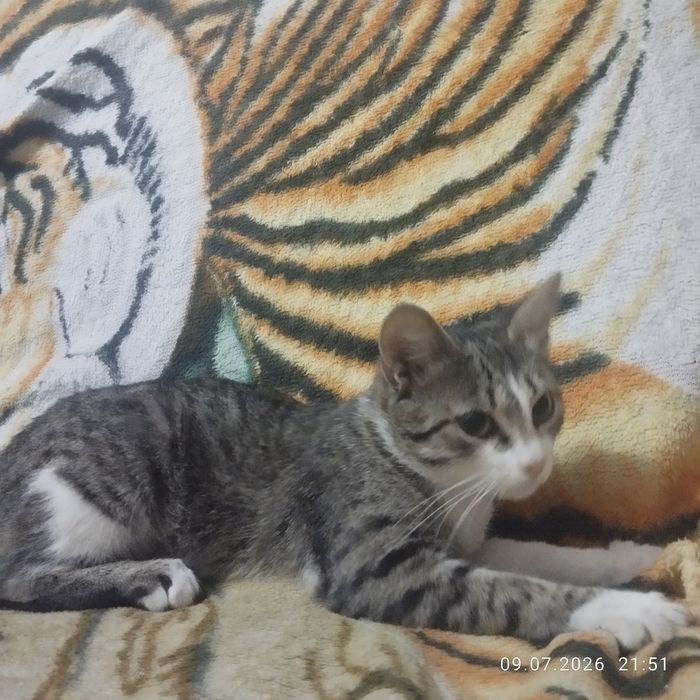 Отдадим кошечку в добрые ручки