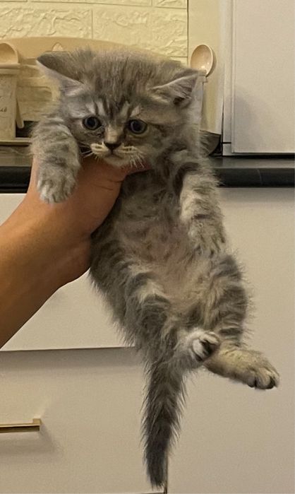 Котята продаются