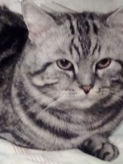 Шотландец  Скотиш Страйт  вязка