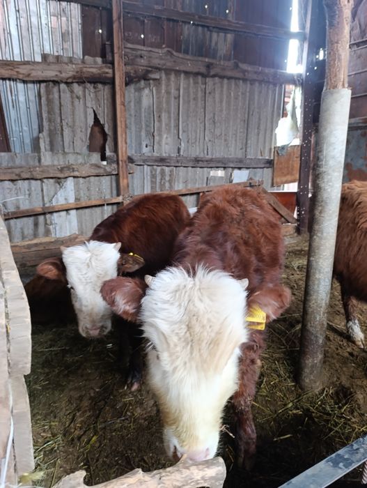 Продам 4бычка.по 8 мес