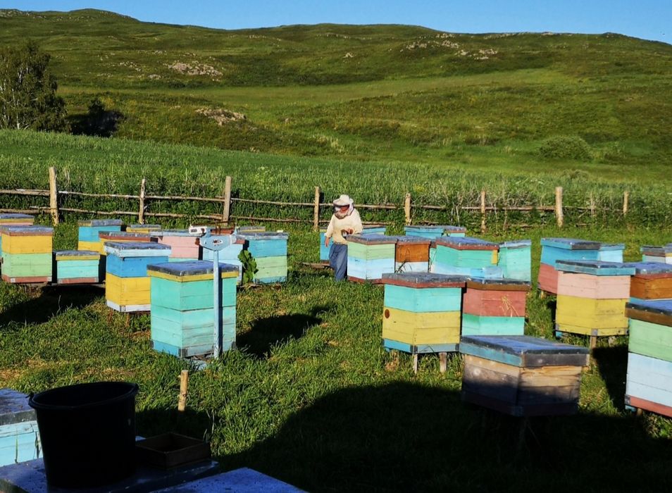 Пыльца  пчелинная Катон-Карагай