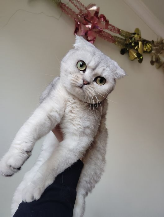 Skotish fold qiz bola mushuk