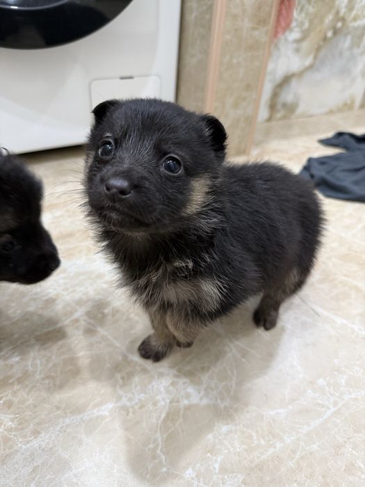 Отдам щенят в добрые руки