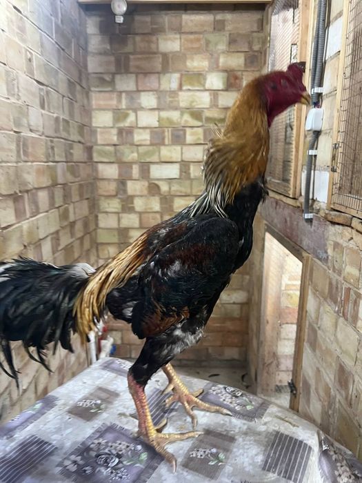 Dakan xoroz sotiladi