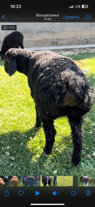 Husori qozilar sotiladi