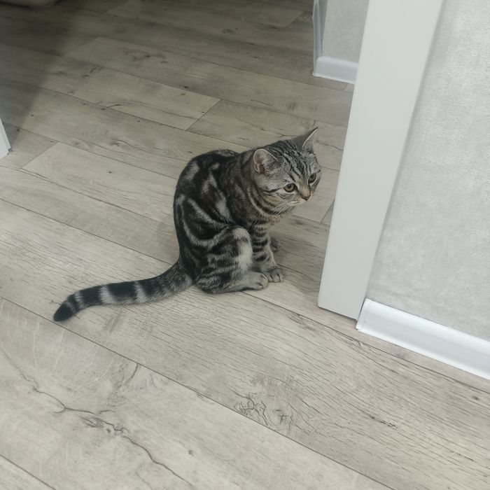 Отдам кошку в добрые руки