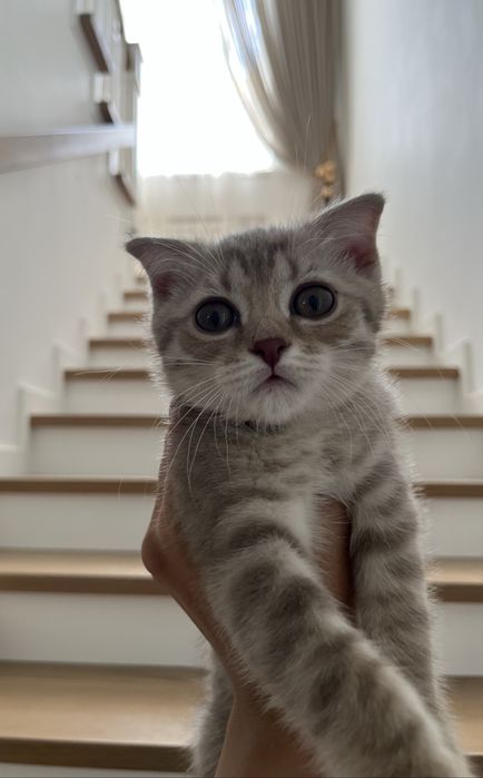 Шотландский вислоухий кот