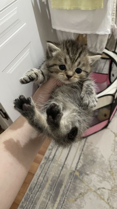 Котята шотландские