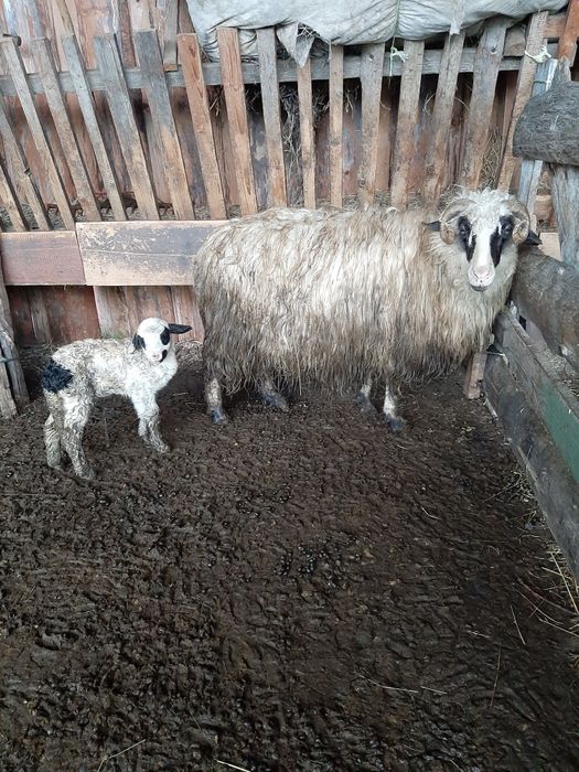 3 oi cu miel de vanzare