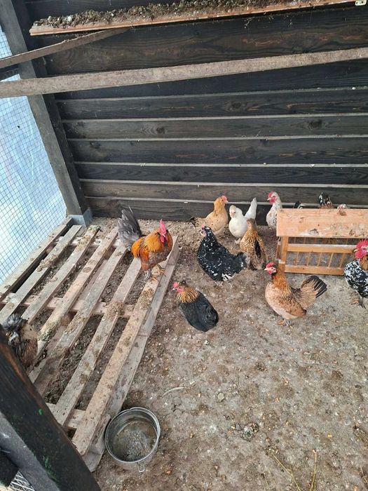 Продавам кокошки и петли