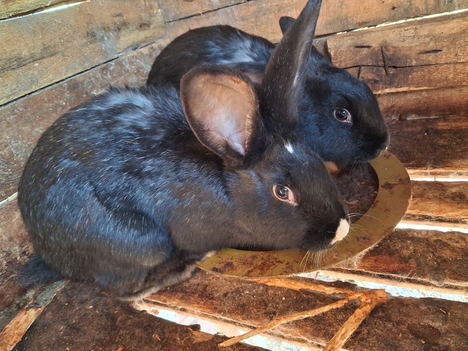 Продавам женски зайци!