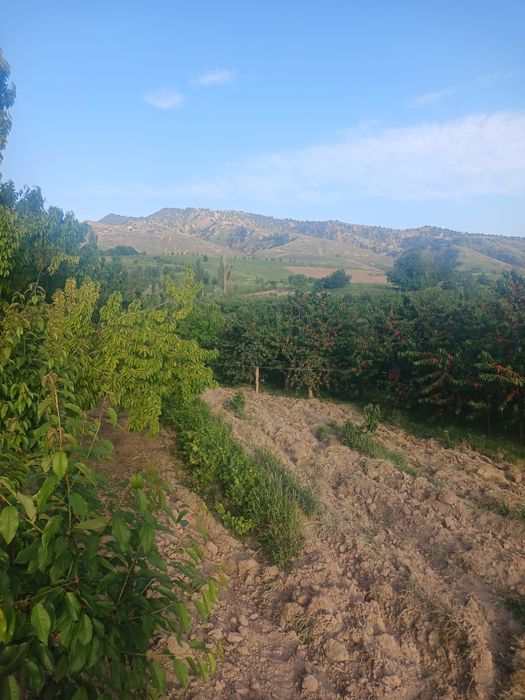 Тошкет вил Паркент туман Санганак  да 5-10 сотх ли ер сотилади