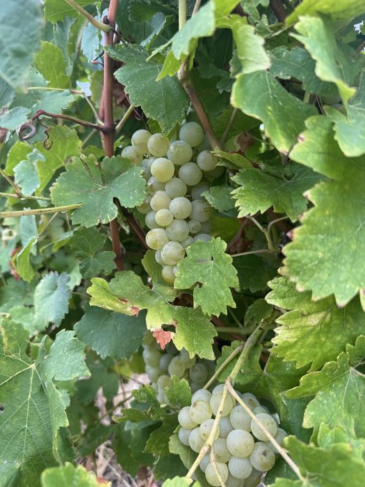 Vand diferite soiuri de struguri de vin