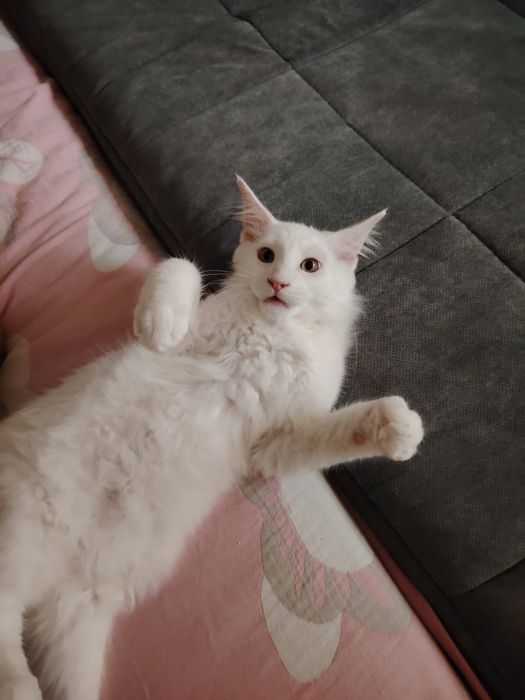 В продаже Котята Мейн-кун