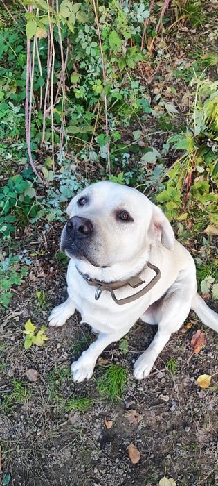 Лабрадор-красавчик в полном расцвете сил ищет невесту