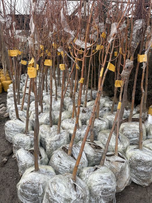 Липа, Береза, Вяз, Каштан, Катальпа, Пладовые деревья, Тутовник