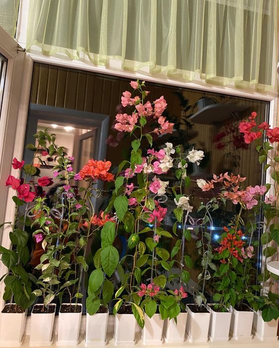 Бугенвиллия