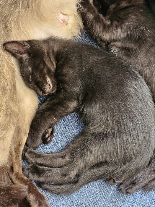 Подаряваме бебе котенца СПЕШНО