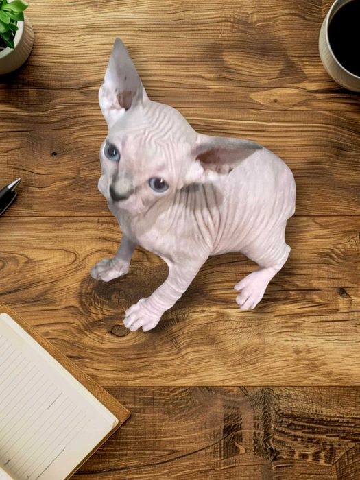 Мъжко котенце канадски сфинкс