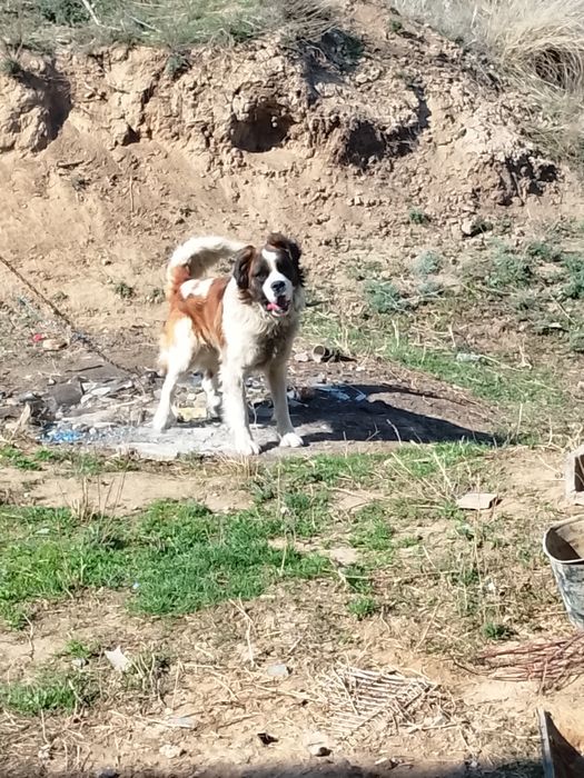 Сенбернар кобель