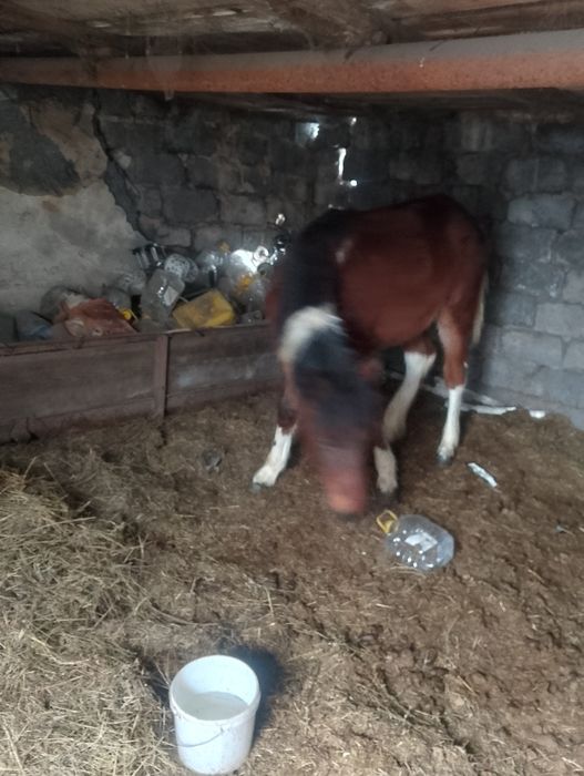 Еркек жабағы сатылады