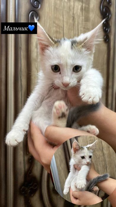 Бесплатно котятки