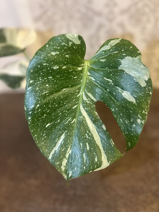 Monstera Thai Constellation 44 cm