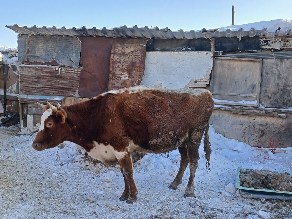 Продаётся корова.