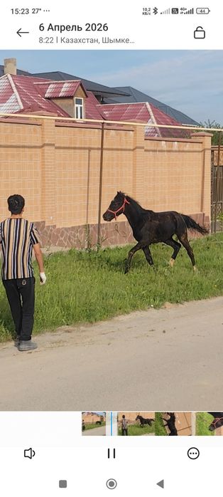 Жабағы, Тай, тайлар, Ат, Жылқы