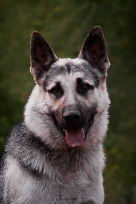 Вязка кобель ВЕО