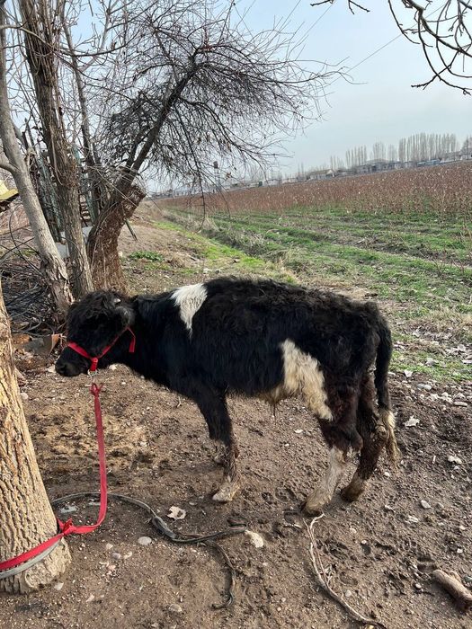 Buqacha sotiladi yeb ichishlari zor