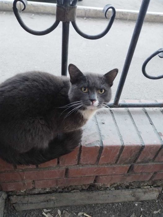 Дымчатый котик Федот