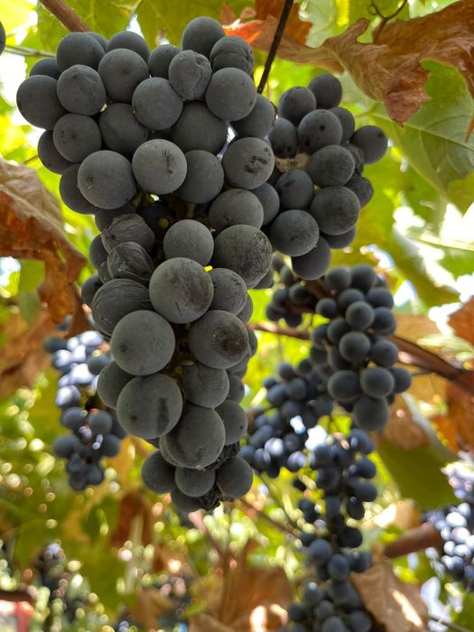 Struguri de vânzare Roșioara și negritură