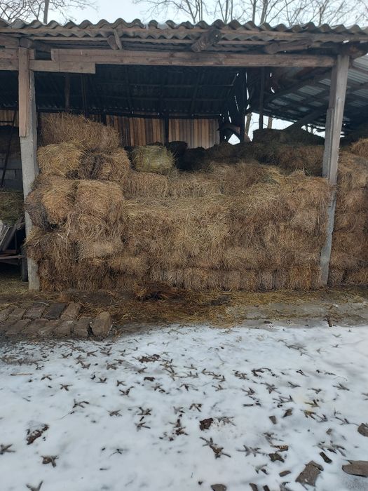 Baloti lucerna si fan